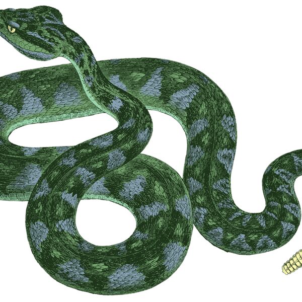 copperhead Thumbnail