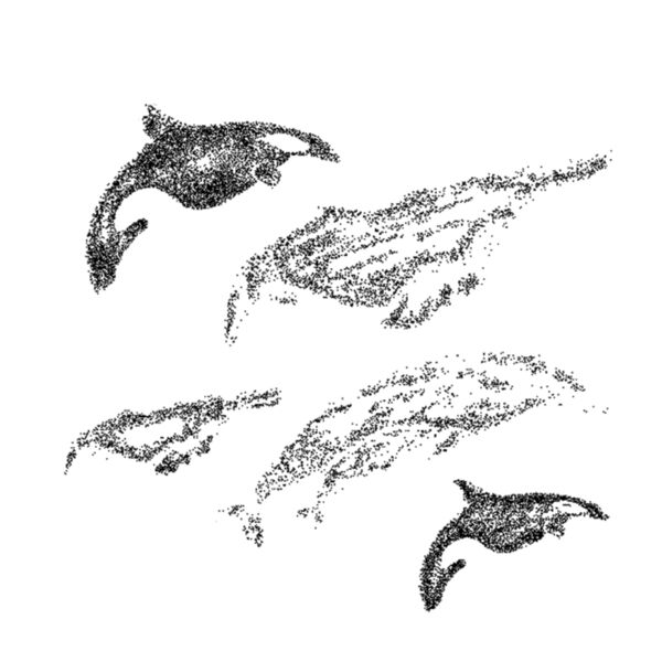 whale watcher Thumbnail