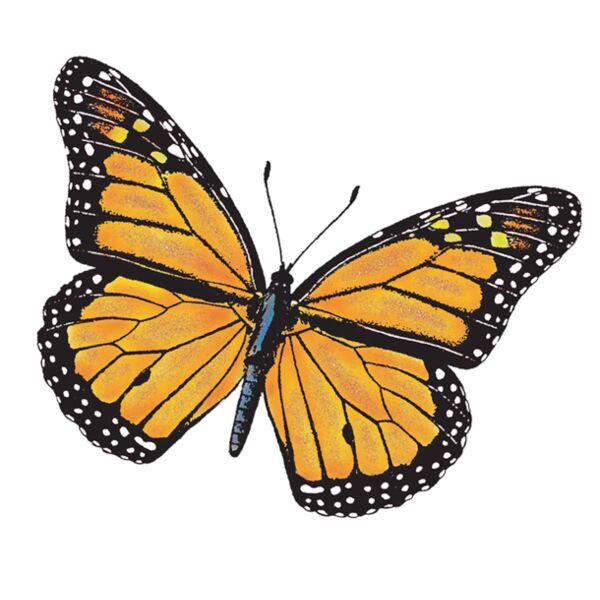 Z162 Single Monarch Pismo Beach Thumbnail