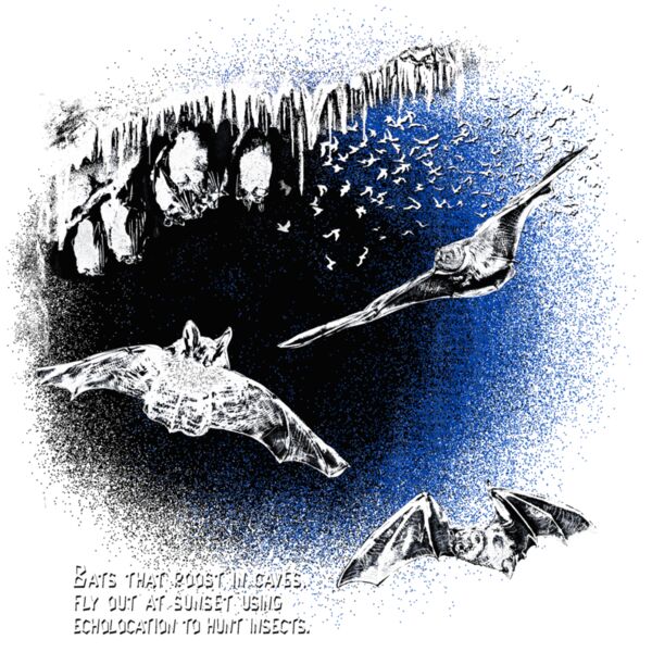 Z136 bats fly Thumbnail