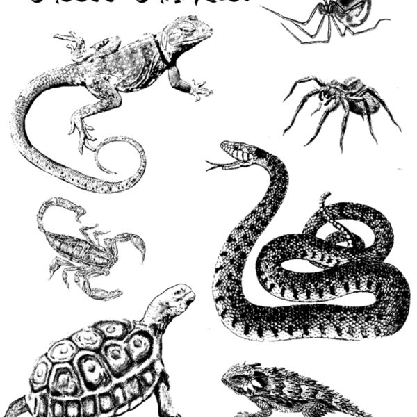 Z133 Creepy Crawlies Thumbnail