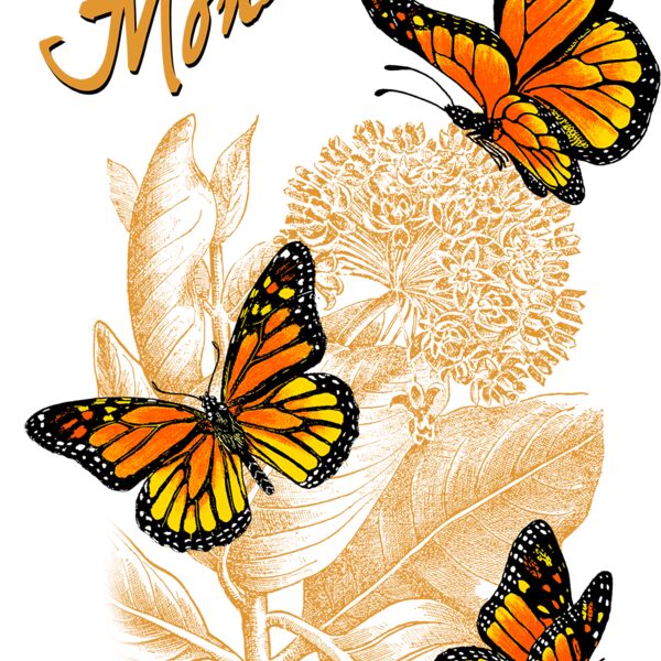 monarch and milkweed Thumbnail