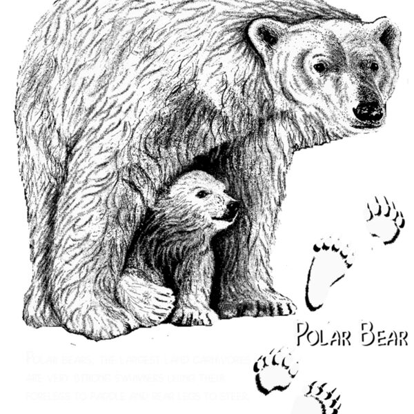 polar bear Thumbnail