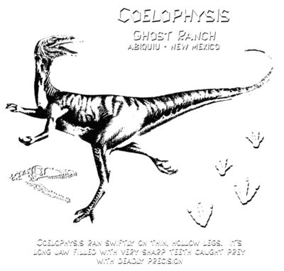 D16 coelophysis ghost ranch