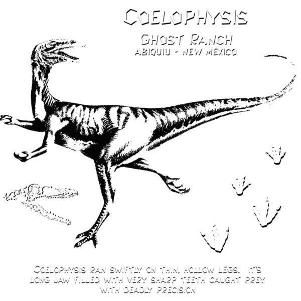 D16 coelophysis ghost ranch Thumbnail