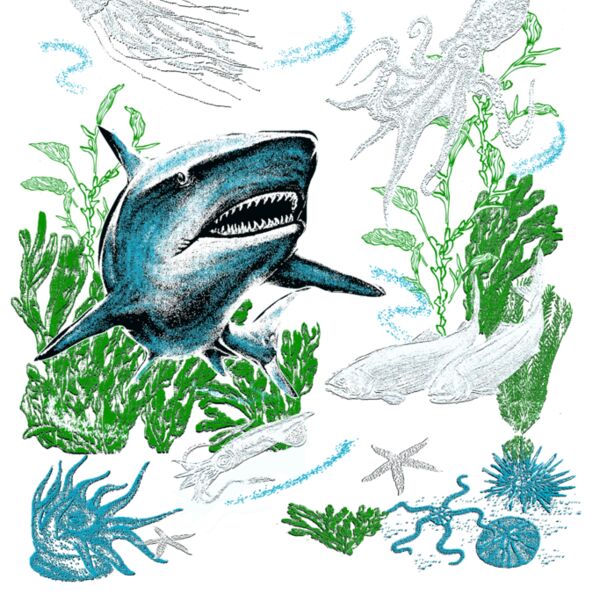 S2 Shark scene Thumbnail