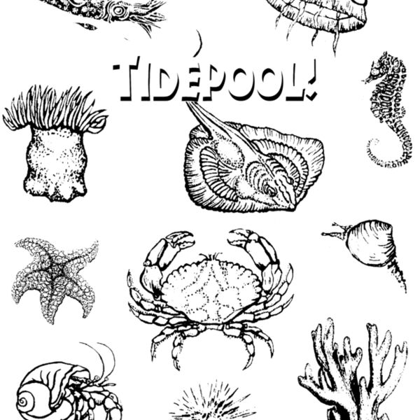 S17 tidepool Thumbnail