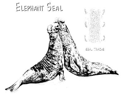S52 Elephant Seal