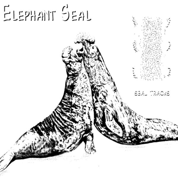 S52 Elephant Seal Thumbnail
