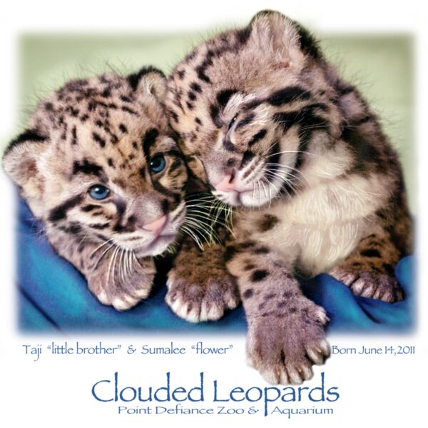 Clouded Leopard 2011 Pt Defiance 5 worked Thumbnail