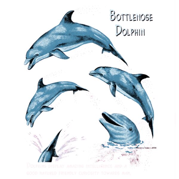 S51 Bottle Nose Dolphins Thumbnail