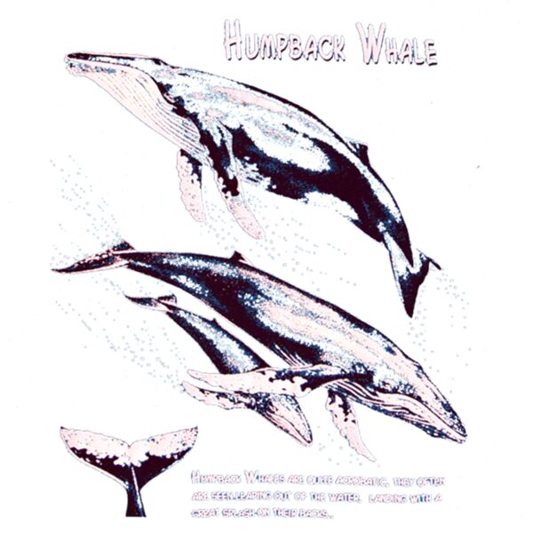 s14 humpback Thumbnail